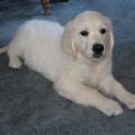 10weeks