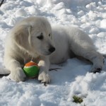 12weeks