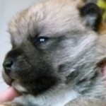 Typical Buhund Pup at 2 weeks