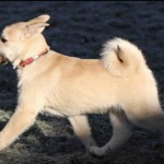 3 month old Buhund Puppy
