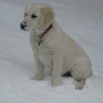 4 months old