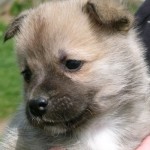 At 5 weeks the colour is starting to shift to the more typical Norwegian Buhund wheaten