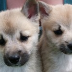 6 weeks 2 Buhund puppy faces