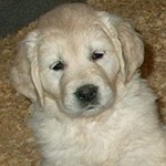 Golden Retriever Puppy - 6weeks old