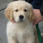 9 weeks