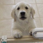 Cute Golden Retriever