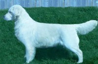 Can Ch Kyon's Sharp as a Tack Born 2003