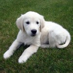 Kyon Golden Retriever