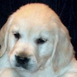 Golden Retriever Puppy - 6weeks old