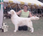 Female Golden Retriever