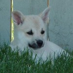 7 week old Buhund Puppy