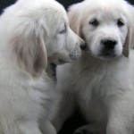 kyon puppies