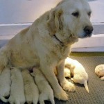 Litter of puppies