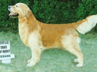 Sheaster male champion english golden retriever