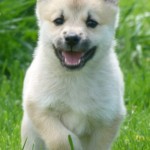 Life is a Joy at 6 weeks