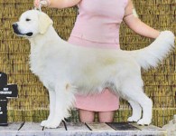 champion golden retriever cream