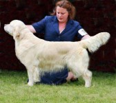 euchre english golden retriever