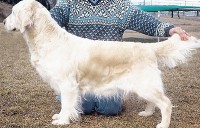 angel champion cream retriever