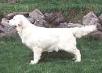 annie english golden retriever