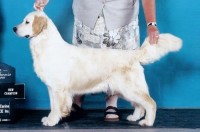 bb cream goldenb retriever