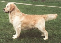 bandit english golden retriever