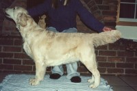 billie white golden retriever