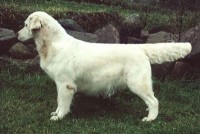 brindy cream golden retriever