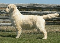 chetani cream golden retriever