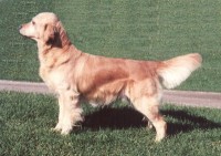 chloe cream golden retriever