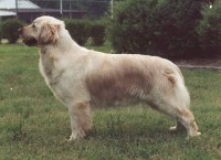 crystal golden retriever champion