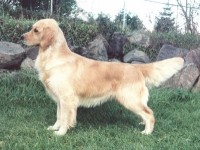 dawn goldenb retriever english