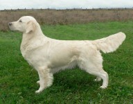 white golden retriever desiree