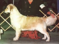 destiny golden retriever champion