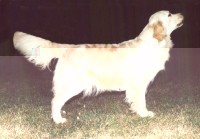 emmy white champion retriever