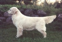 fancy white champion golden