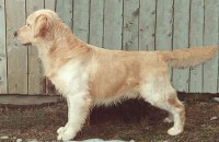 fire english golden retriever