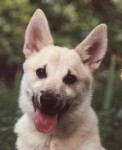 frekka rare breed dog