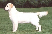 ginger golden retriever cream