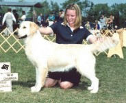 glory cream golden retriever