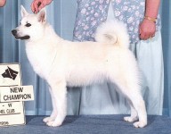 heidi champion norwegian buhund