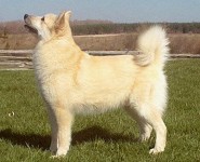 Jarl champion norwegian buhund male import