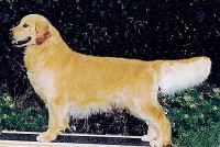 Jester champion english golden retriever male