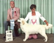 junie champion english retriever