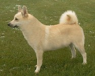 lita rare dog buhund