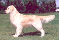 macgyber english golden retriever