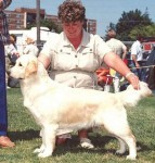 magic cream golden retriever