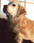 meagan champion golden retriever