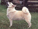 mindy herding norwegian buhund