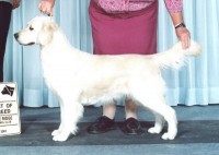 moja cream golden retriever