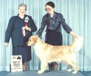 obie golden retriever cream